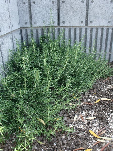 酸度測定液deオリーブチェック Olive Gardening過去ログ倉庫 酸度測定液deオリーブチェック Olive Gardening過去ログ倉庫
