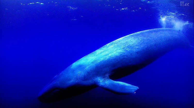 シロナガスクジラ 地球最大の動物 めいすいの写真日記