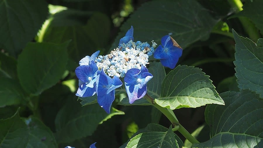青色の濃いガクアジサイ 額紫陽花 みつい台周辺の花と蝶