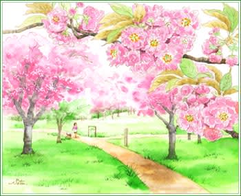 高崎自然の森 八重桜 おさんぽスケッチ にじいろアトリエ 水彩 色鉛筆イラスト スケッチ