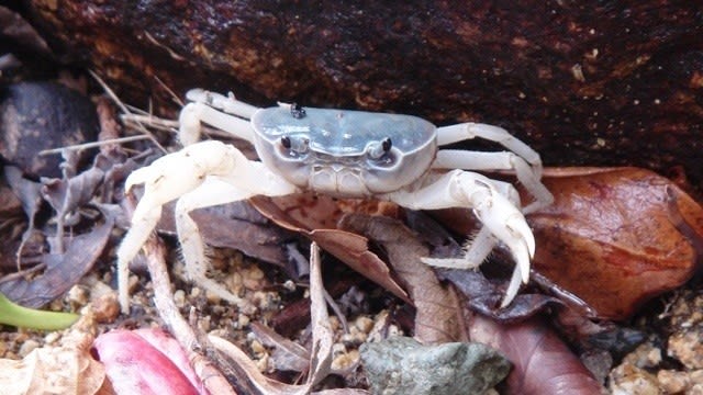 白いサワガニ 足摺岬 あきしの風 波多之國めぐり 白いサワガニ 足摺岬 あきしの風 波多之國めぐり