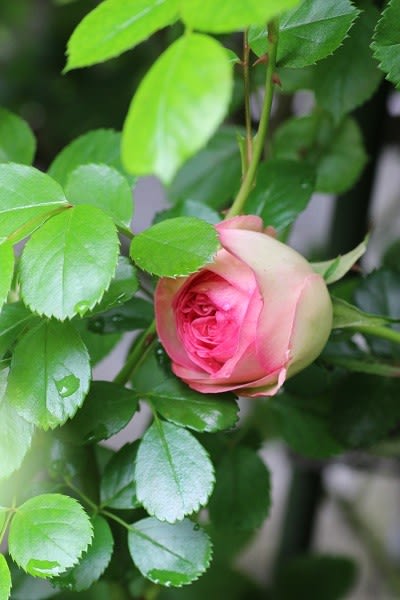 挿し木のピエールドゥロンサール - 薔薇と草花の日記Ⅱ