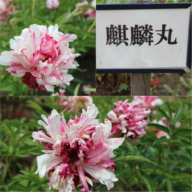 ルピナス狩り 青森県十和田市 鯉艸郷 りそうきょう 9 ネグドカエデ 花を探して ぶらり 一人旅 ルピナス狩り 青森県十和田市 鯉艸郷 りそうきょう 9 ネグドカエデ 花を探して ぶらり 一人旅