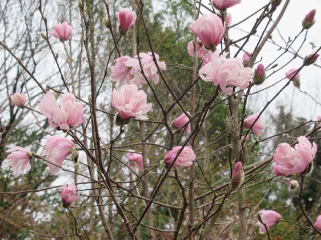 春の花木の花色とノラの自粛期間 Noriba Ba S Garden