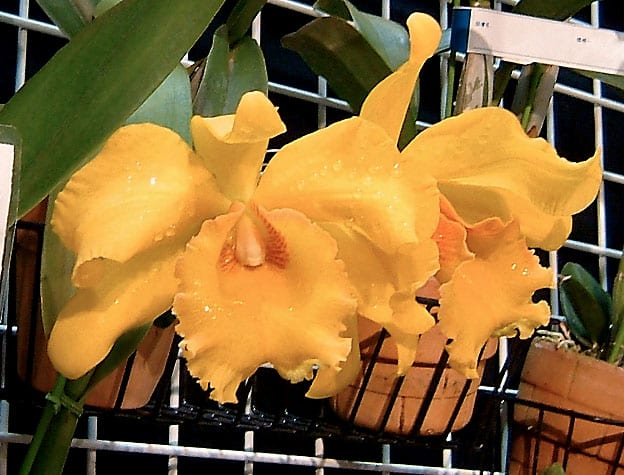 ○Rlc.(Lemon Tree x Lorraine Malworth) - カトログ