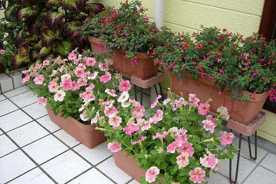 園芸 ガーデニング 玄関を夏バージョンに ｐａｒｔ ２ 花いっぱい咲かせよう