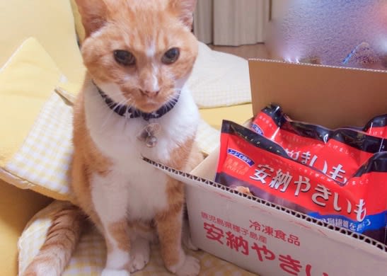 10月7日 安納芋がキター お散歩ねこクッキー3 10月7日 安納芋がキター お散歩ねこクッキー3