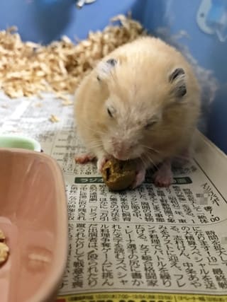 ちんめにゅ~ おいちいでっちゅ ちんめにゅ~ おいちいでっちゅ