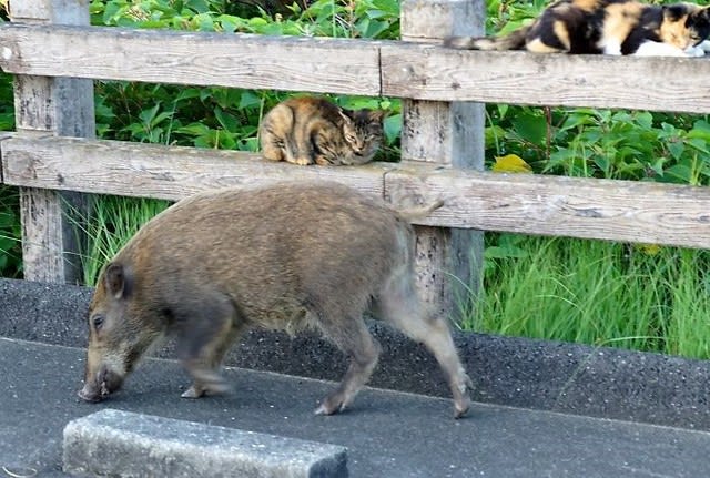 呉越同舟 猫とイノシシ 伊勢志摩つれづれ