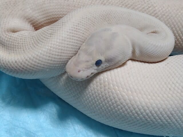 ヤドカリの脱皮の兆候