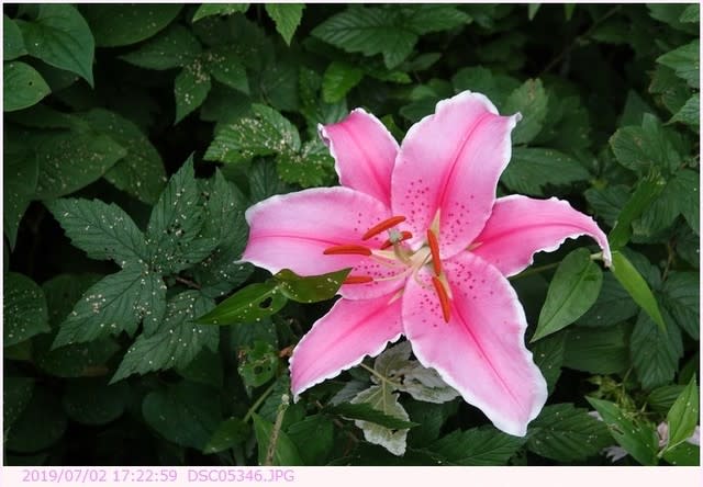 ユリ ピンク色の花で縁取りは白い花 散歩写真