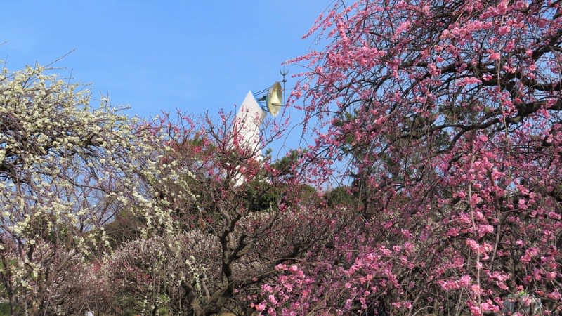 万博記念公園の梅が見頃です チコのcoffee Time 万博記念公園の梅が見頃です チコのcoffee Time