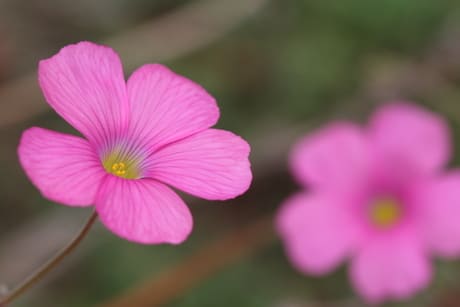 庭に咲くピンクの花 男の隠れ家ー陶酔庵 日記
