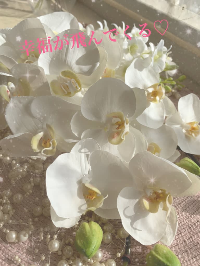 胡蝶蘭の花言葉 プリザーブドフラワー Olive Olive オリーブ オリーブ