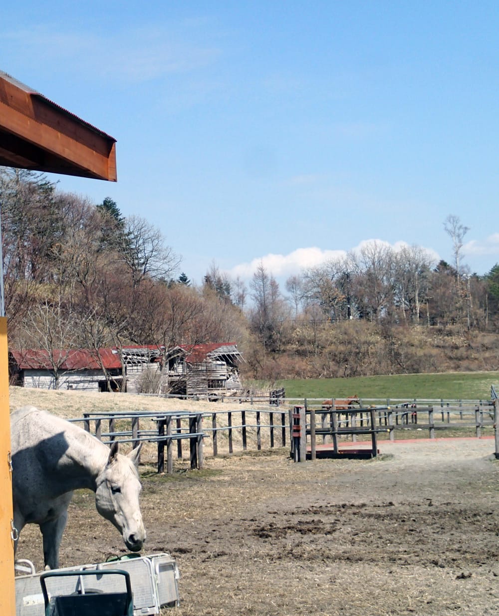 プーと青空 引退生活 北国の小さな家の大きな家族 Happy Horse Inn