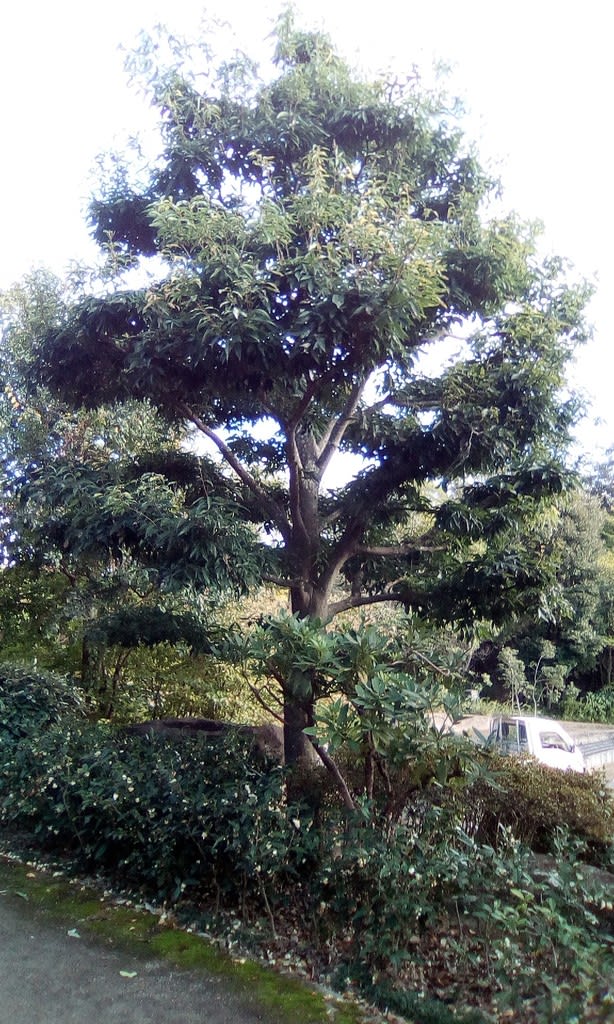 シラカシ 楓池の大木 の剪定 カルス