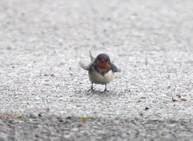 とってもかわいい 地上のツバメ グローバルネイチャークラブのガイド日記