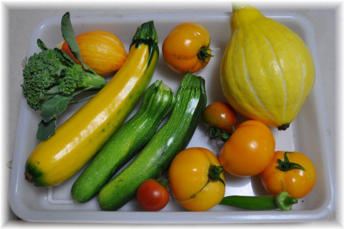 採れたて野菜 2010年7月13日
