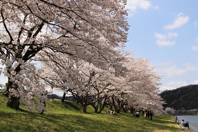 島根県雲南市 三刀屋川河川敷の桜 修行僧が行く