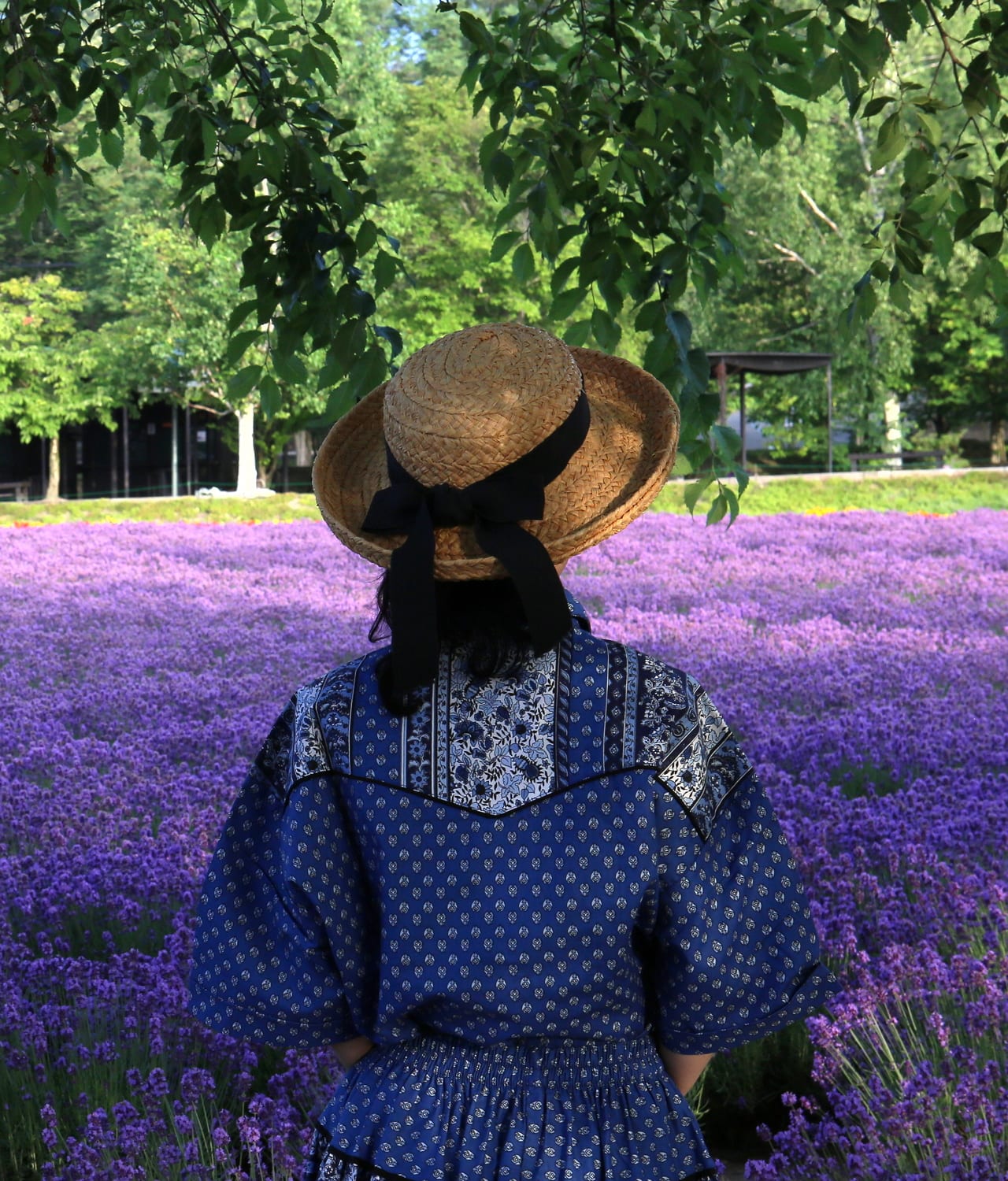 富良野の夏のラベンダー畑の輝き12 2 日々是好写真 毎日の写真生活日記と紀行メモリー 富良野の夏のラベンダー畑の輝き12 2 日々是好写真 毎日の写真生活日記と紀行メモリー