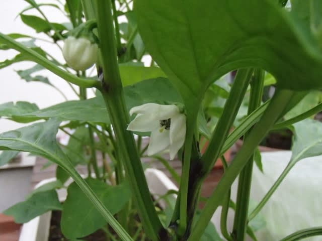 パプリカの花が咲きました 週末園芸日記