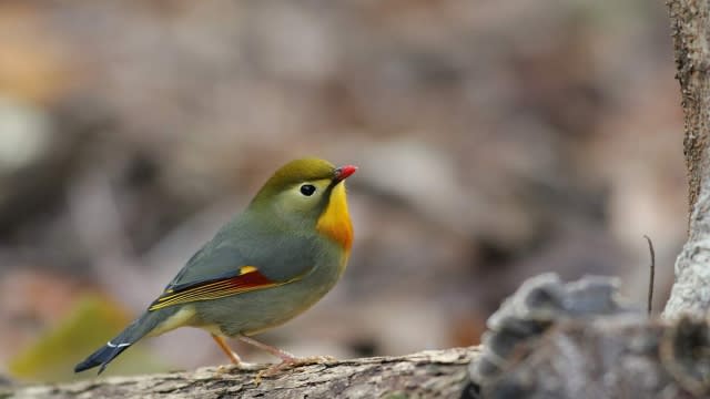 フリー素材ブログ　【 花と野鳥と家庭菜園の写真日記 】　COUNTRY知多