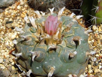 Dsabo0904