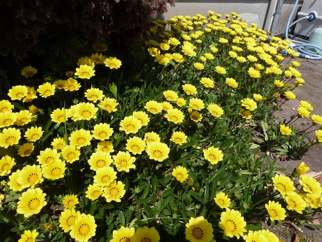 庭の花 ガザニア 鈴ちゃんの日記 庭の花 ガザニア 鈴ちゃんの日記
