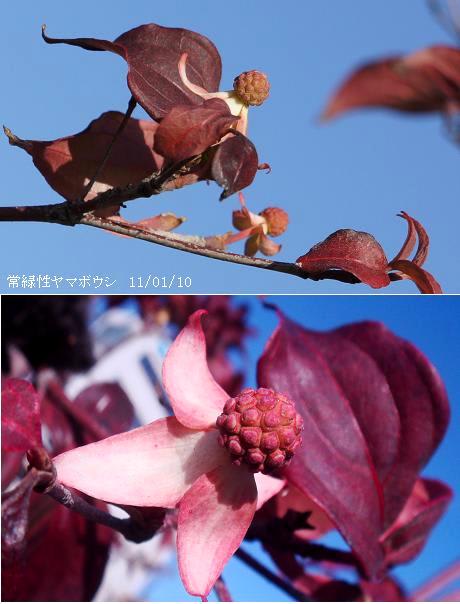 常緑ヤマボウシ 花芽 花芽の展開 花 葉 紅葉 編集 里山コスモスブログ