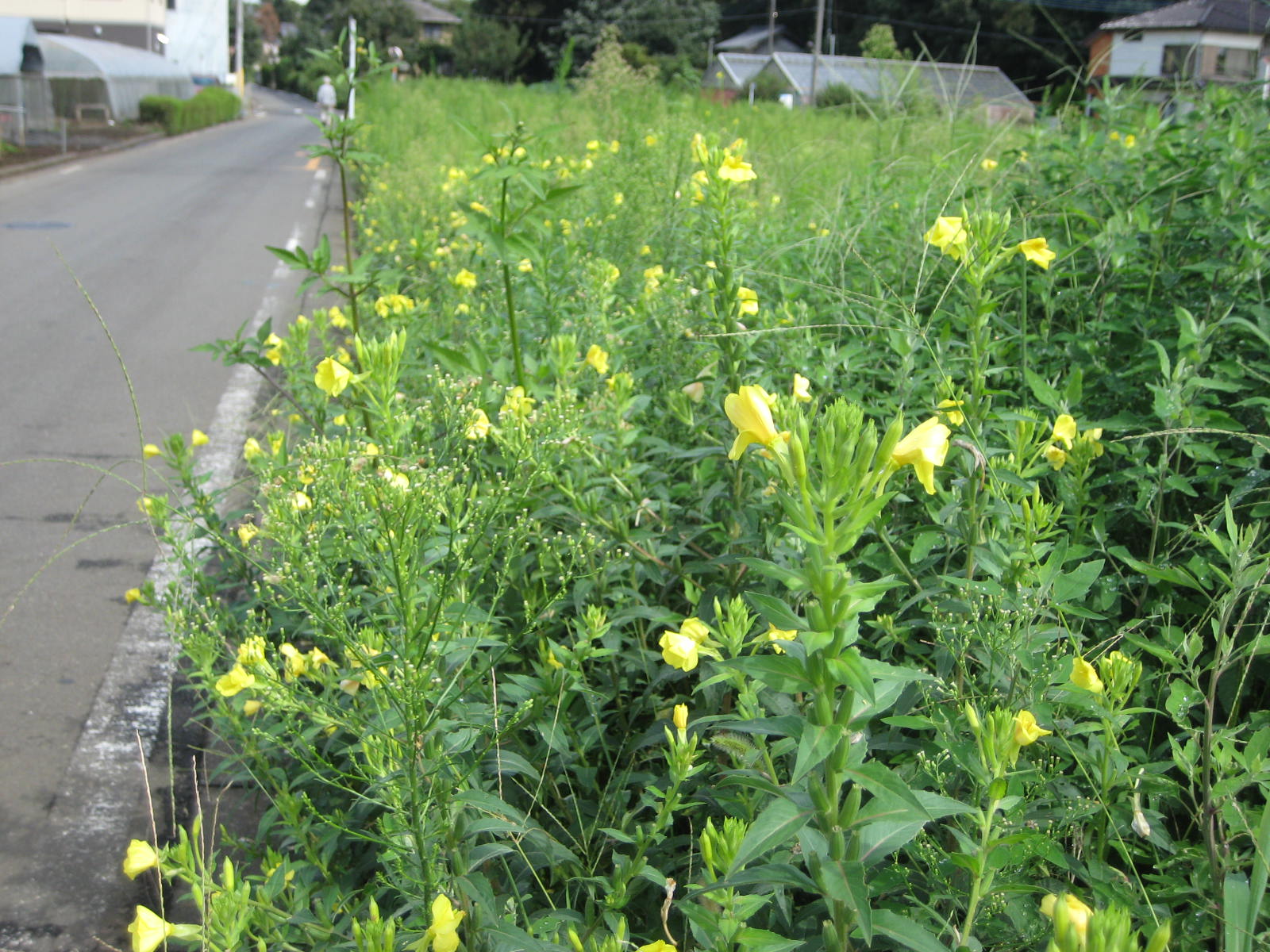マツヨイグサ 待宵草 花熟里 けじゅくり の静かな日々