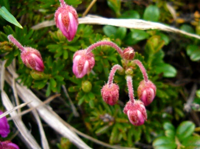 小さく可愛い花－エゾツガザクラ