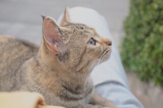 猫3