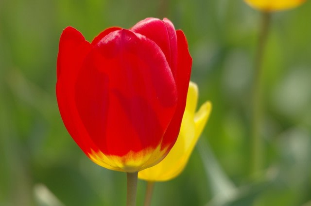 チューリップの赤花 愛情を表すこの花は1月31日の誕生花 Aiグッチ のつぶやき