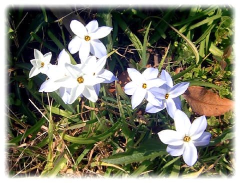春の花 花言葉は 星に願いを 星型 白やうす紫色の花 ハナニラ 日々是好日 とっつあんの雑記帳