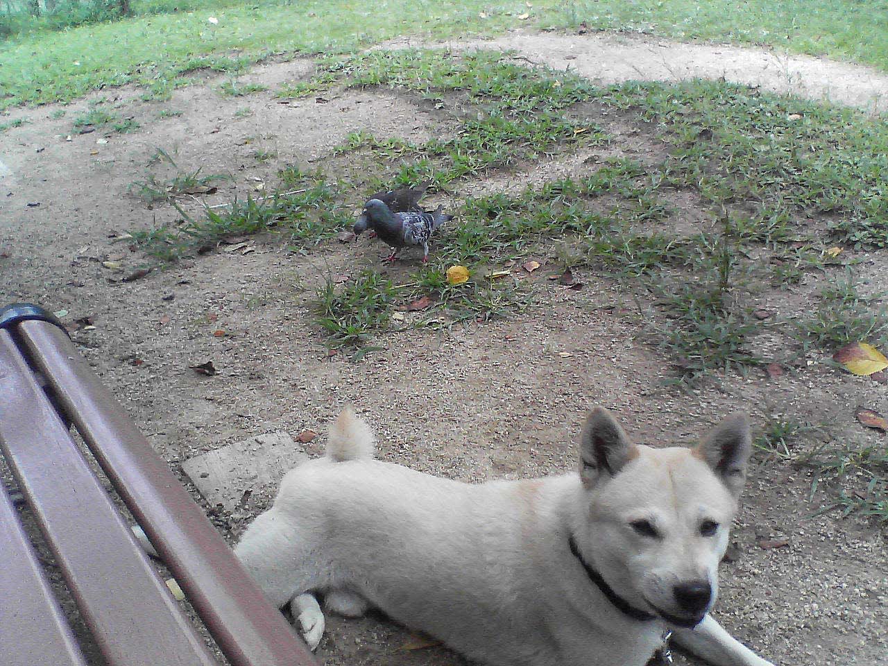 犬と鳩がいる風景 破レ家記