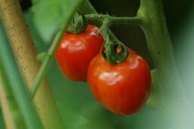 トマト栽培日記２０１１ 10 トマトベリー イエローアイコが色づき始めた 熟年の文化徒然雑記帳