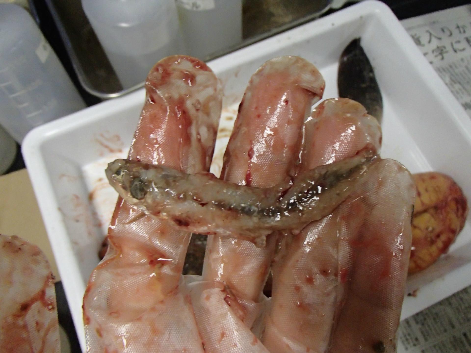 春のバスまつり 開幕 外来魚ひとりがたり 春のバスまつり 開幕 外来魚ひとりがたり