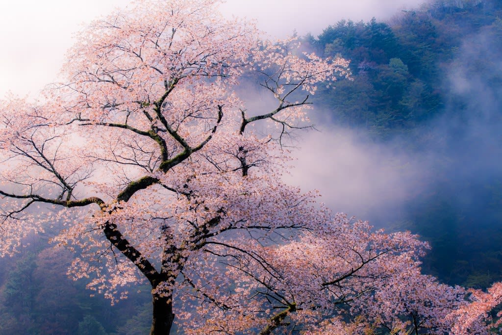 山桜の写真