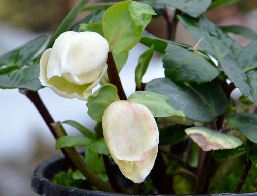 クリスマスローズの花 1 クリスマス キャロル Koba の庭 春夏秋冬 クリスマスローズの花 1 クリスマス キャロル Koba の庭 春夏秋冬