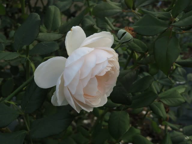 白の豊かなカップ咲きのバラ ローズマリー 薔薇シリーズ217 野の花 庭の花