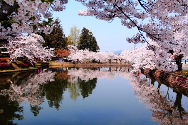 上杉神社 松が岬公園 の水面に映る桜 福島の四季写真