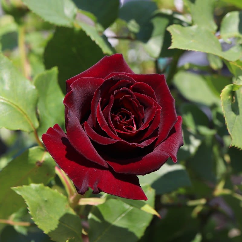 バラの黒真珠はビロード風の花 お庭の出来事２ つづきです