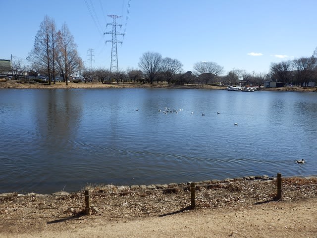 ユリカモメと餌まく人 川越水上公園 川越雑記帳2 川越見て歩き ユリカモメと餌まく人 川越水上公園 川越雑記帳2 川越見て歩き