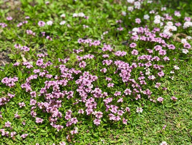 ５月花いっぱいのグランドカバー 18 雑木と宿根草とクレマチスの小さな庭づくり