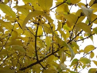蝋梅 ロウバイ の葉は黄色に黄葉します 杜のお遊びライフ