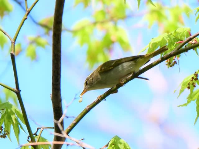 5 24 野幌森林公園のドジなセンダイムシクイ 札幌の公園で見かける野鳥たち