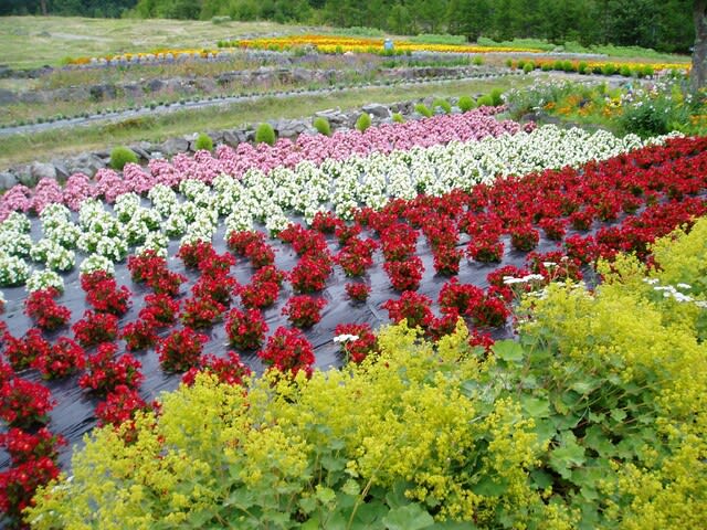 352人 201807中部旅行 御嶽山 植物園 鬼滅の刃 4作同時トップ10入り 米国15万越え Kaiser0911 の Gooブログ