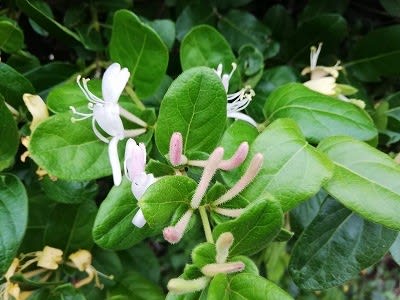 スイカズラ Honeysuckle 西の谷緑地公園 を美しく