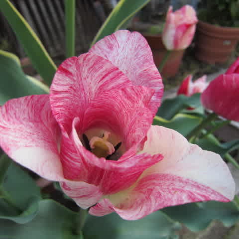 綺麗なチューリップ また違う種類が咲いています お花が好き ぼおっと眺める草木との時間を記録して 綺麗なチューリップ また違う種類が咲いています お花が好き ぼおっと眺める草木との時間を記録して