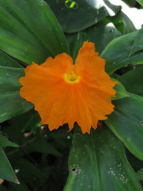 一年中オレンジ色の花を咲かせているという コスツス イグネウス 熱帯植物シリーズ 17 野の花 庭の花